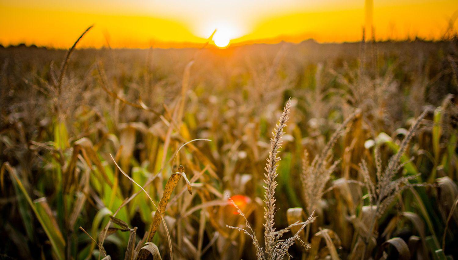 Coacutemo estiman los expertos que puede evolucionar la situacioacuten del campo