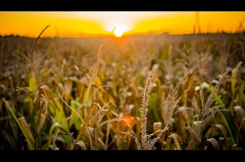 Coacutemo estiman los expertos que puede evolucionar la situacioacuten del campo