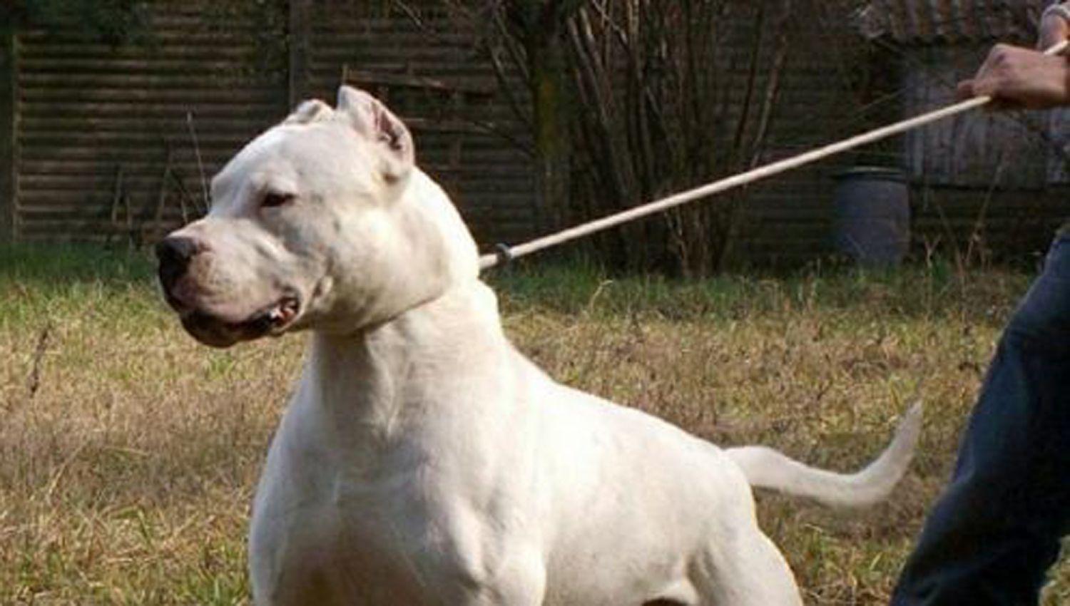 Conmocioacuten- Un dogo matoacute a una bebeacute de un antildeo