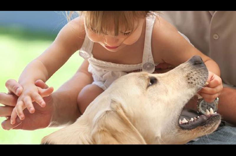 Preocupa la cantidad de ataques de perros a nintildeos que generan lesiones de todo tipo