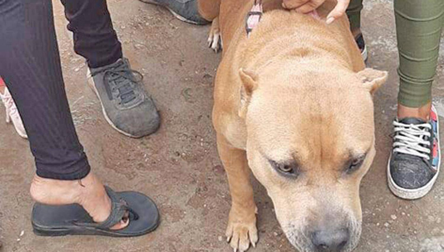 Insoacutelito- roboacute un Pitbull y viajoacute hasta la localidad de Los Acosta para venderlo por 4000 la policiacutea lo entregoacute a sus duentildeos