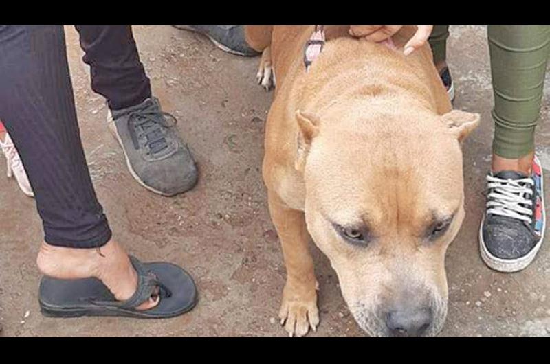 Insoacutelito- roboacute un Pitbull y viajoacute hasta la localidad de Los Acosta para venderlo por 4000 la policiacutea lo entregoacute a sus duentildeos