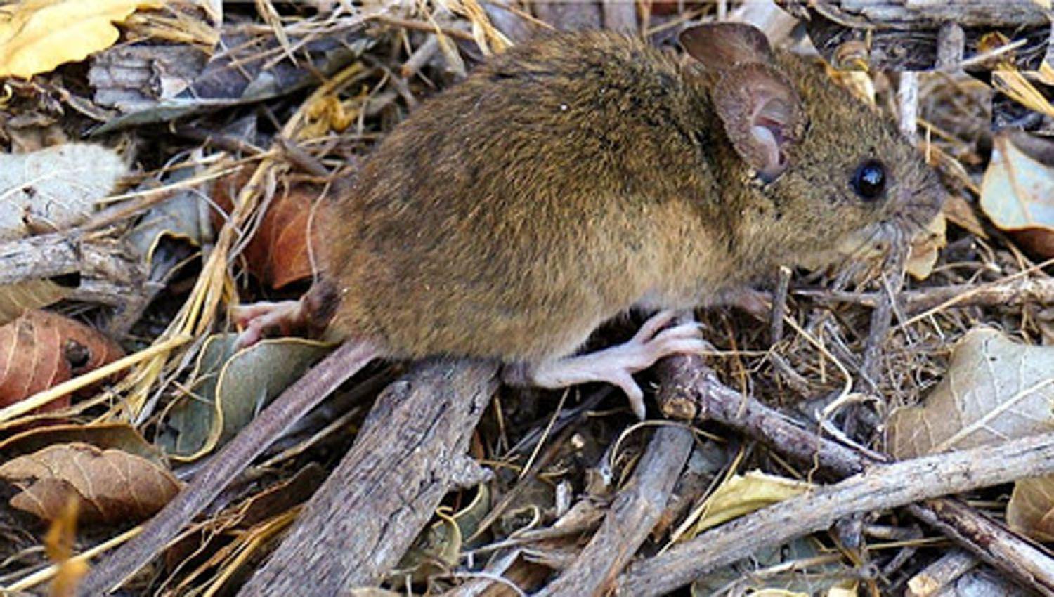 Bariloche- un joven murioacute por hantavirus y alertan que la variante que circula se transmite de persona a persona