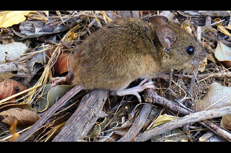 Bariloche- un joven murioacute por hantavirus y alertan que la variante que circula se transmite de persona a persona