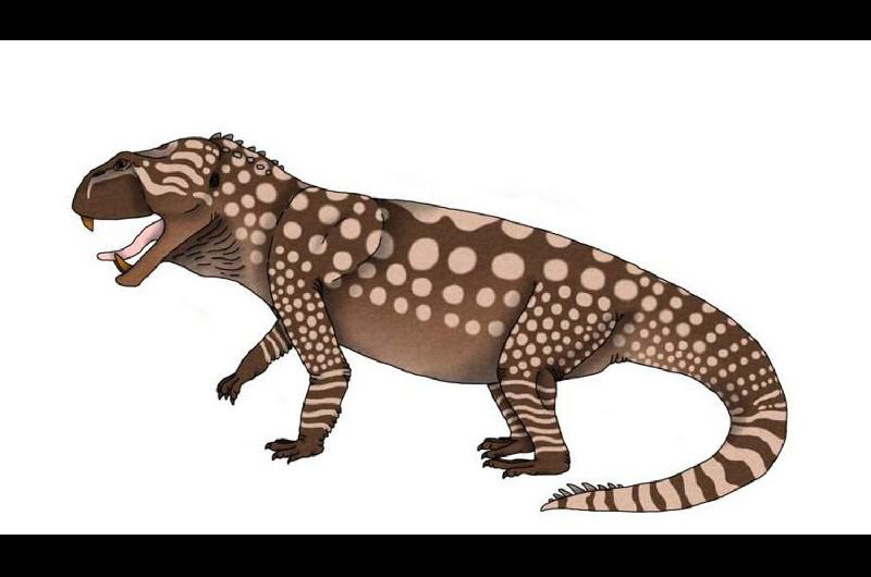 Paleontoacutelogos argentinos hallan nueva especie de rincosaurio en La Rioja