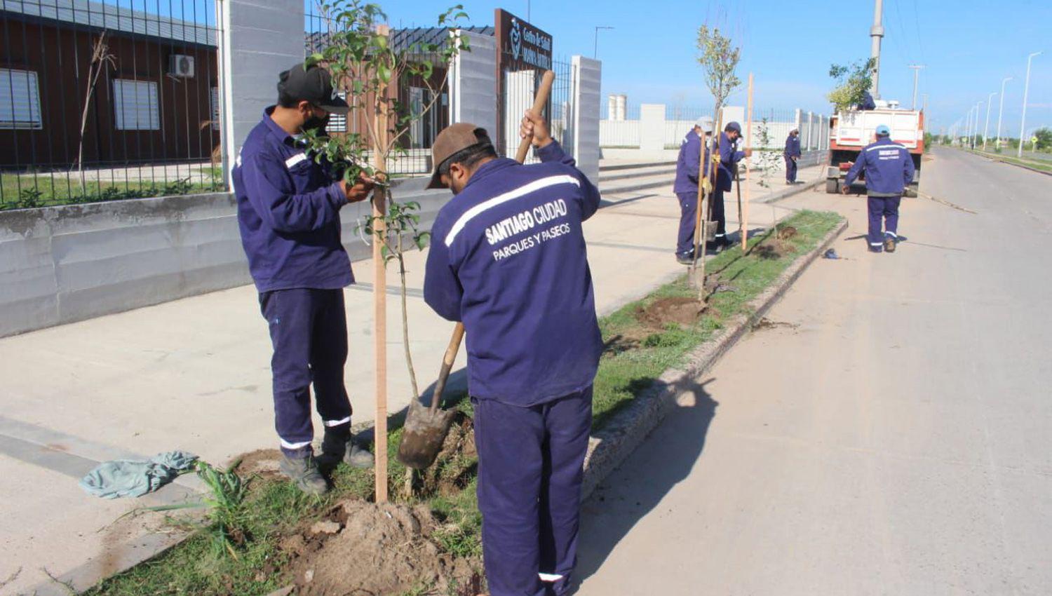 Fuentes informoacute que maacutes de 4500 aacuterboles fueron plantados en la avenida de Circunvalacioacuten