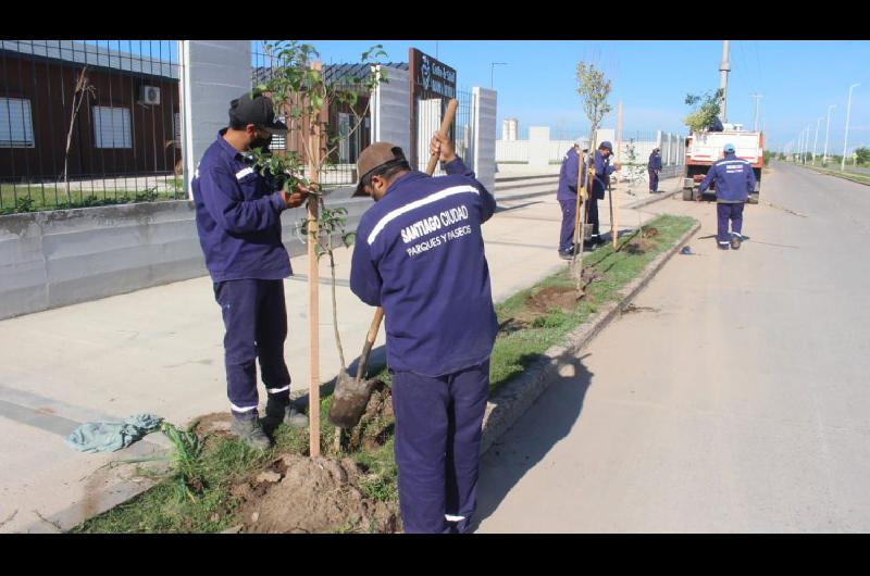 Fuentes informoacute que maacutes de 4500 aacuterboles fueron plantados en la avenida de Circunvalacioacuten