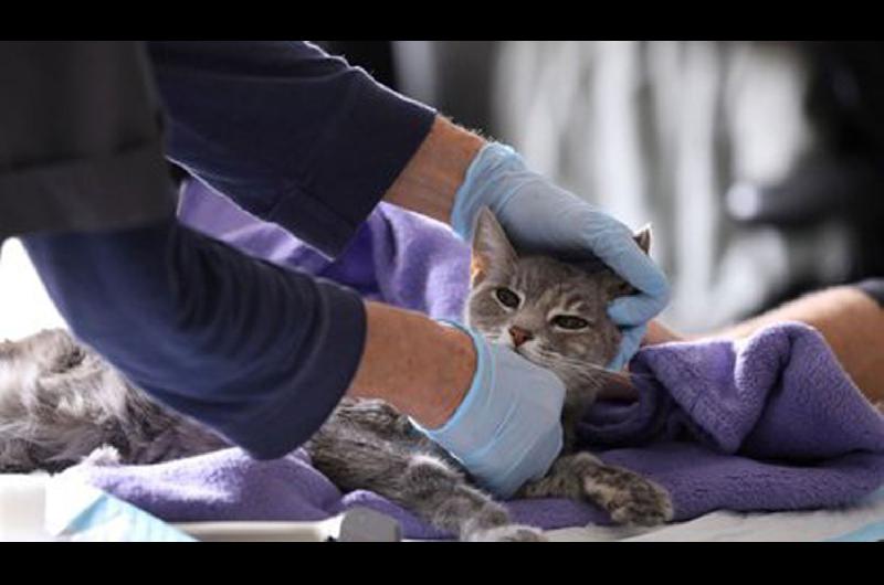 Un gato contrajo coronavirus de su familia y quedoacute en cuarentena