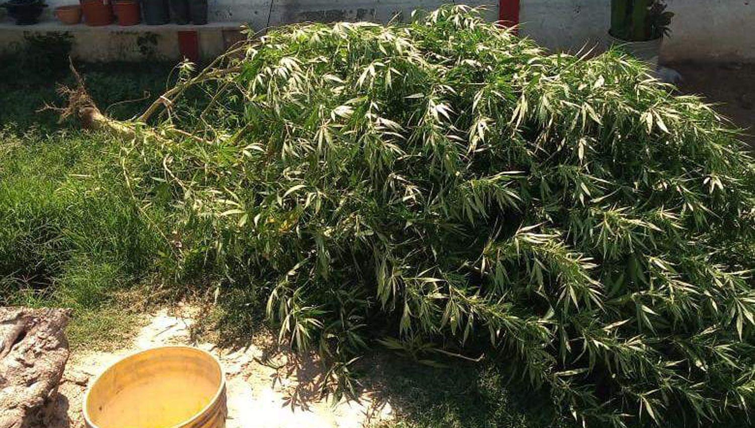 Descubren planta de marihuana de 3 metros de altura