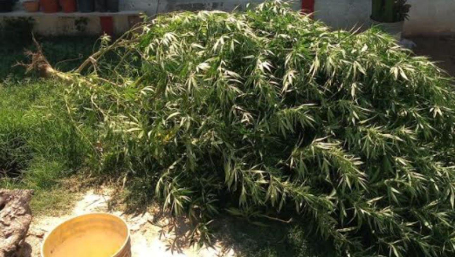 Un joven de ldquofrondoso prontuariordquo teniacutea una planta de marihuana de tres metros de altura