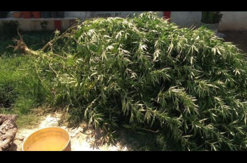 Un joven de ldquofrondoso prontuariordquo teniacutea una planta de marihuana de tres metros de altura