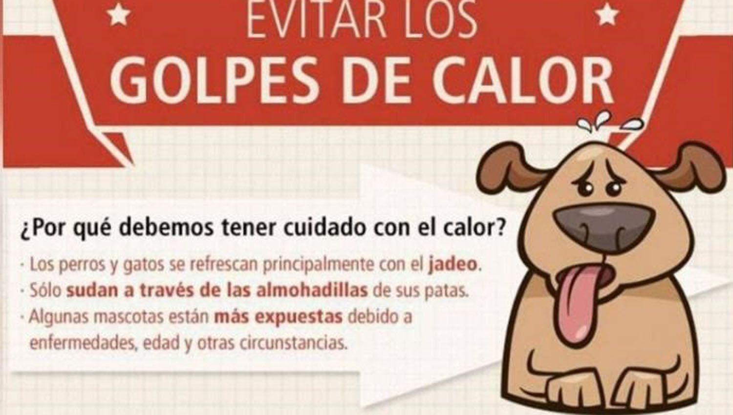 Por el calor las mascotas sufren afecciones en su salud y piden extremar los cuidados