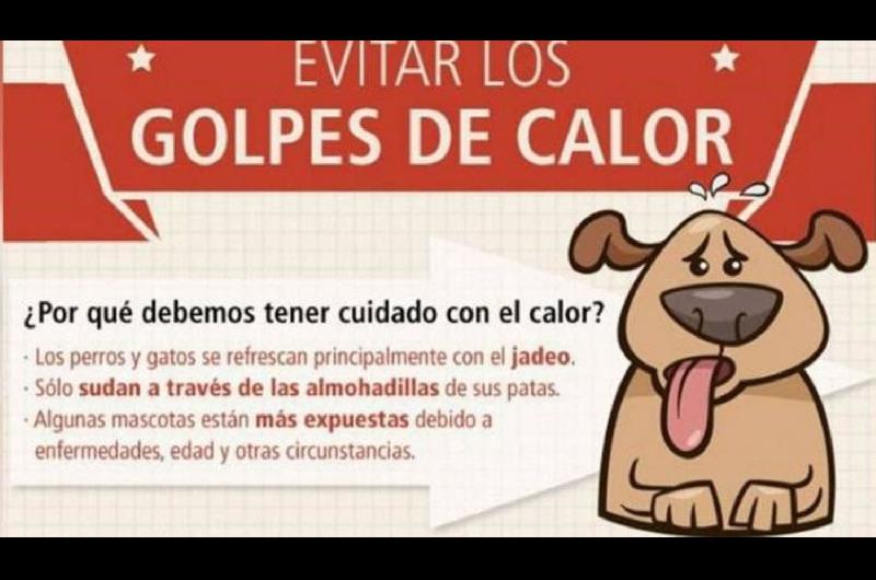 Por el calor las mascotas sufren afecciones en su salud y piden extremar los cuidados