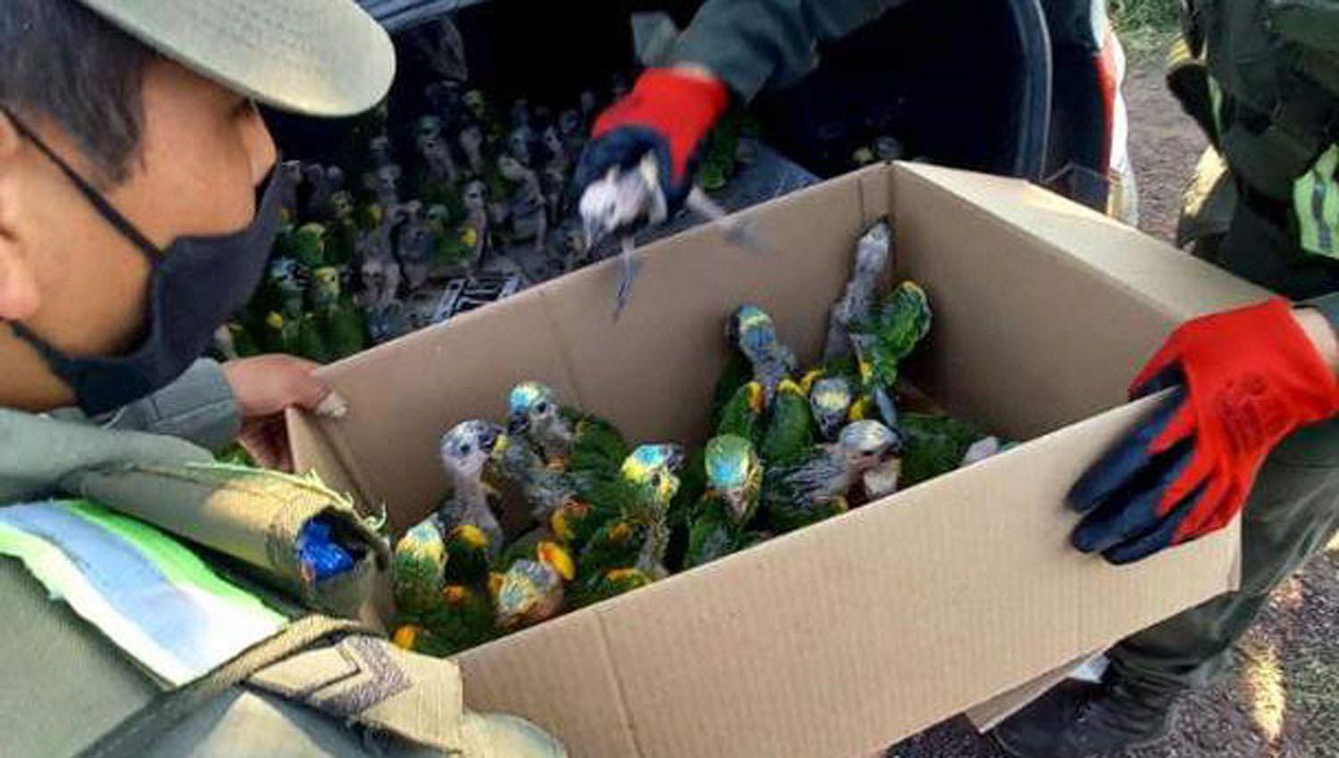 Transportaban 216 loros habladores en el bauacutel del auto