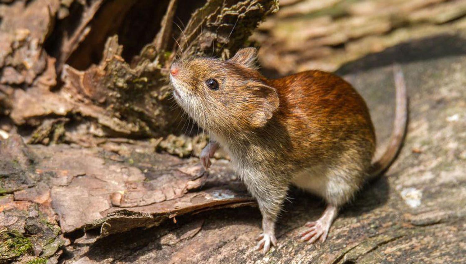 Se detectoacute un caso de hantavirus- un joven estaacute internado en terapia intensiva