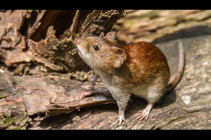 Se detectoacute un caso de hantavirus- un joven estaacute internado en terapia intensiva