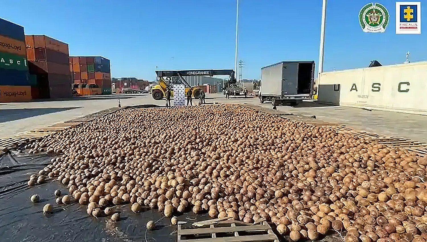 INGENIOSO  Video- Pretendiacutean ldquoexportarrdquo 20000 cocos inyectados con cocaiacutena liacutequida