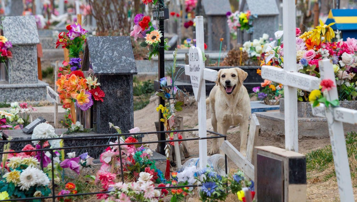 VIacuteDEO- Un perro fiel se niega a abandonar la tumba de su duentildeo fallecido