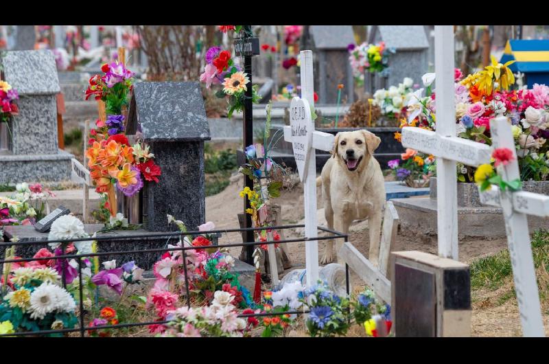 VIacuteDEO- Un perro fiel se niega a abandonar la tumba de su duentildeo fallecido