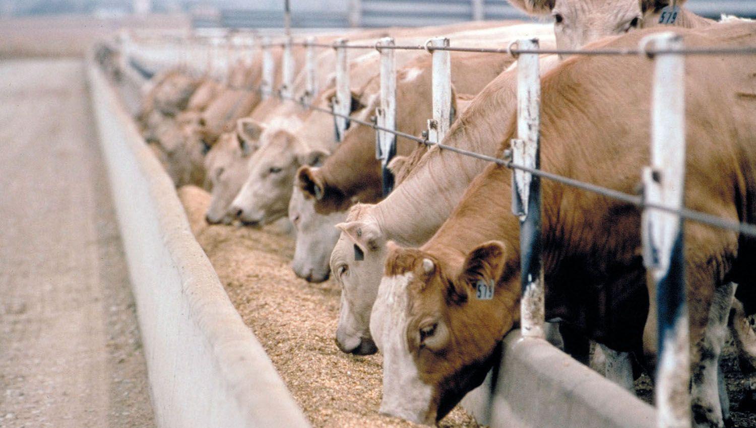 Golpe al bolsillo- se espera en breve una suba de la carne