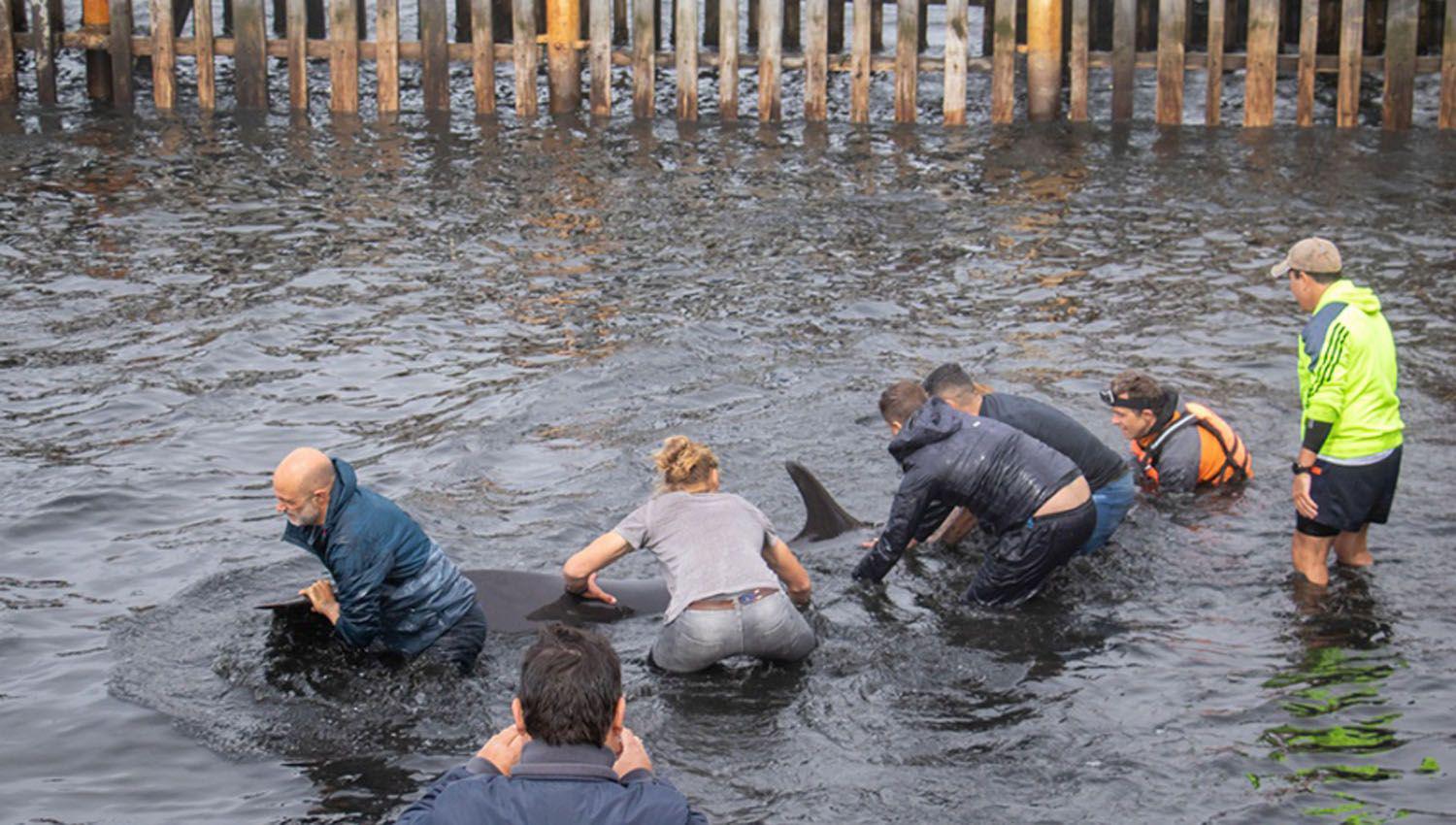 VIDEO  Rescataron a decenas de delfines varados en las costas de Ushuaia