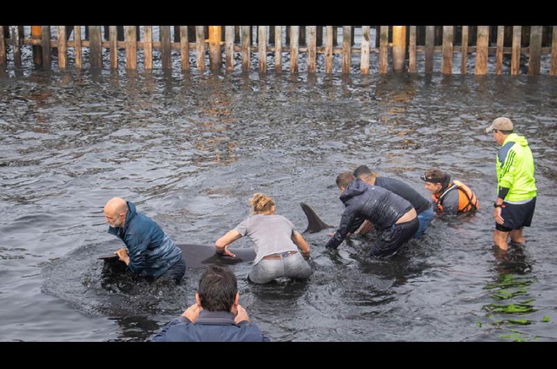 VIDEO  Rescataron a decenas de delfines varados en las costas de Ushuaia