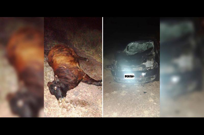 Dejoacute a una vaca suelta y provocoacute un terrible accidente sobre la Ruta 9