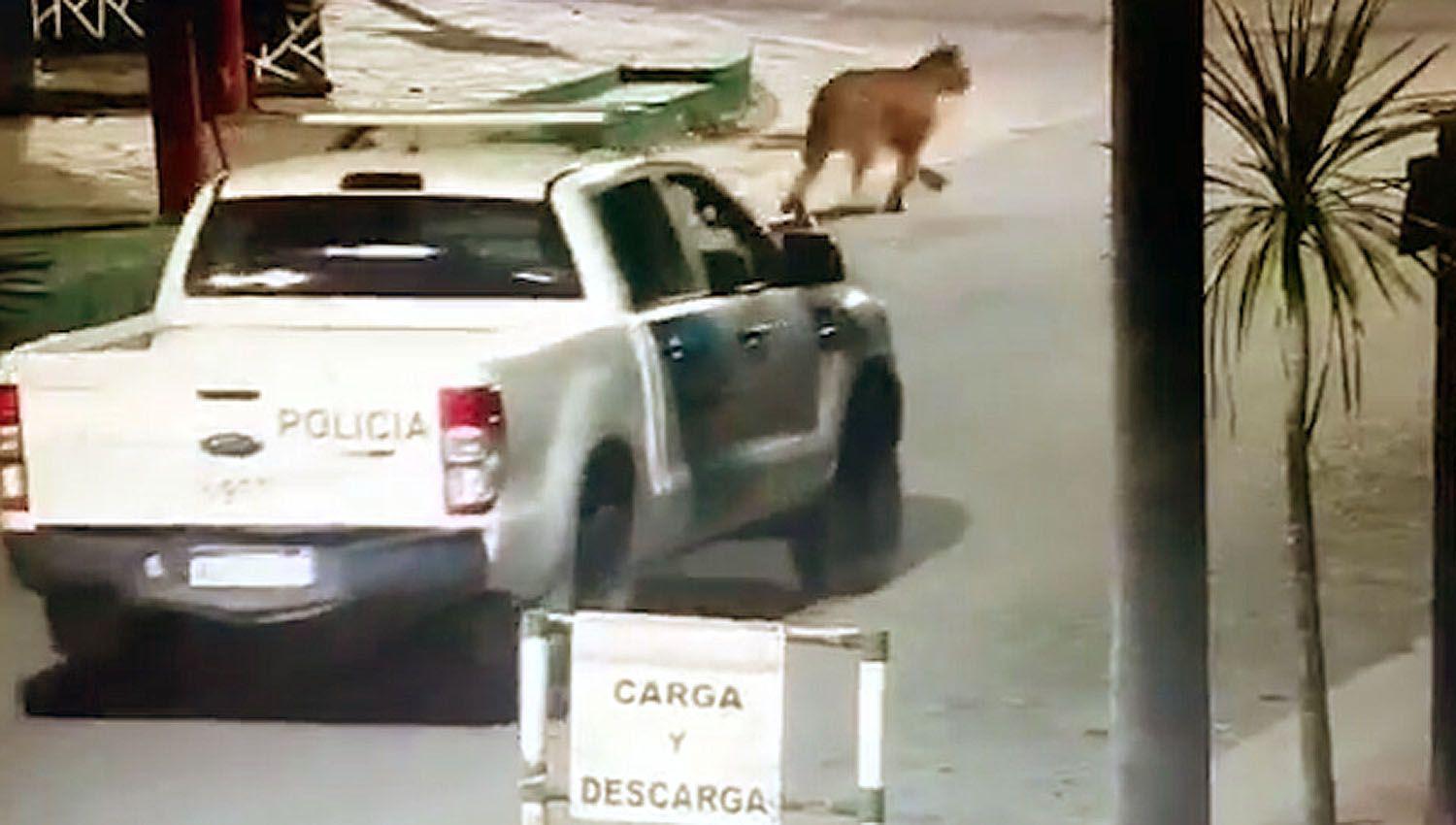 VIDEO  Terror en Villa Gesell por pumas sueltos en plena calle