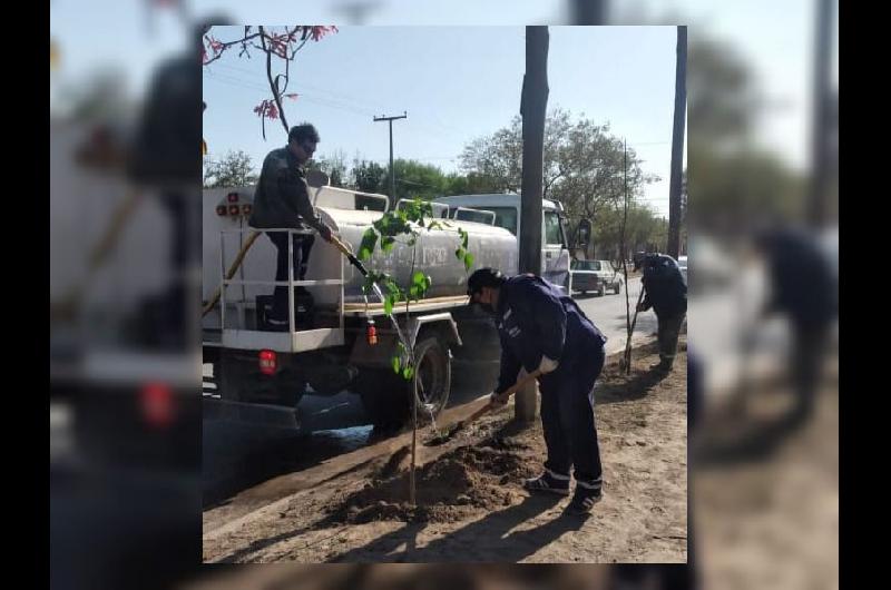 La Municipalidad plantoacute maacutes de 2500 aacuterboles en el barrio Mosconi