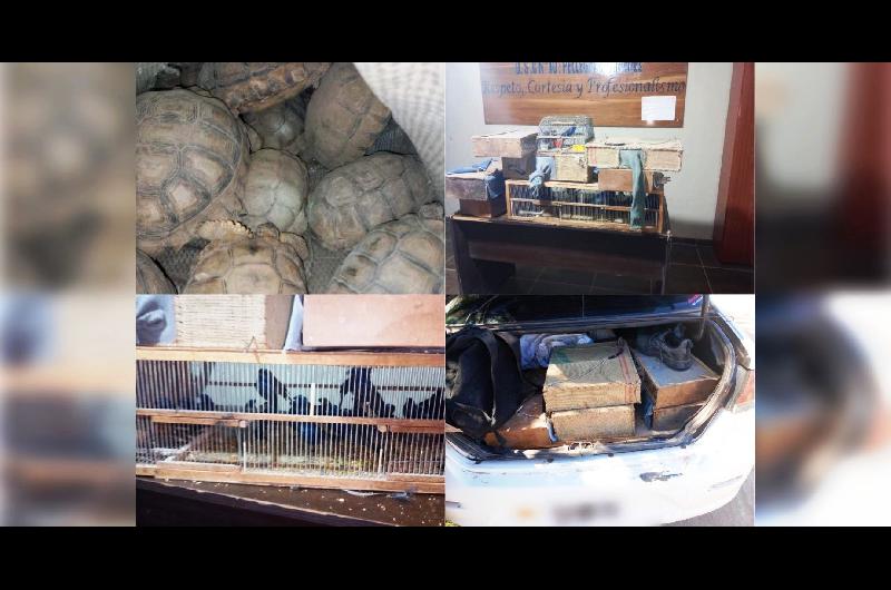 Insoacutelito- se dirigiacutean a La Banda con un cargamento clandestino de tortugas y reinamoras