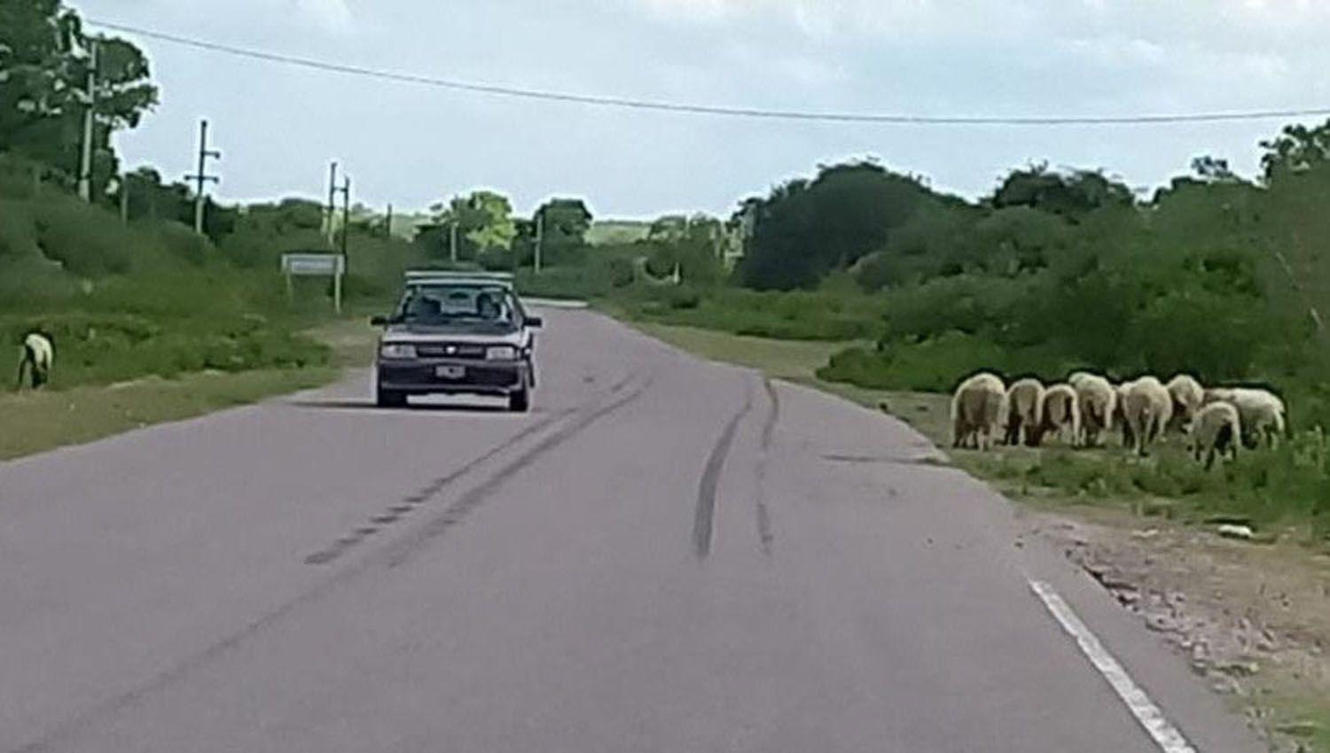 Preocupacioacuten por la presencia de animales a la vera de las rutas 24 y 6