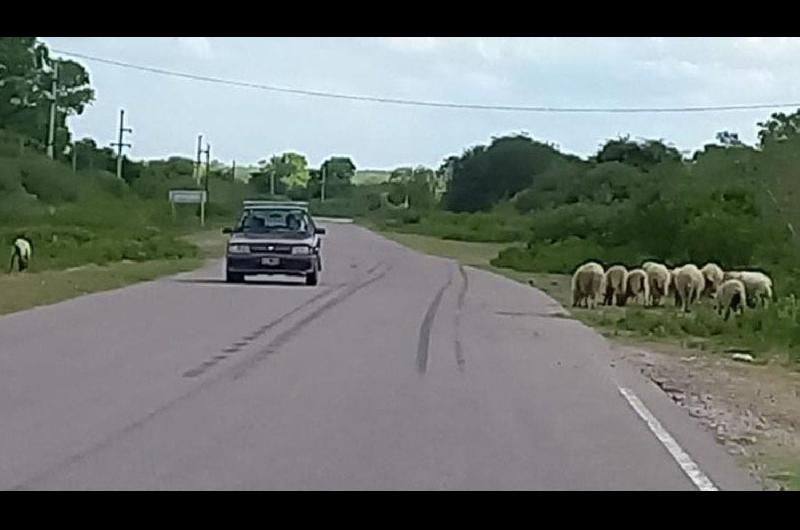 Preocupacioacuten por la presencia de animales a la vera de las rutas 24 y 6