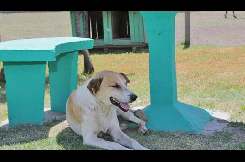 Una funcionaria santiaguentildea ordenoacute que se proteja a los animales del calor