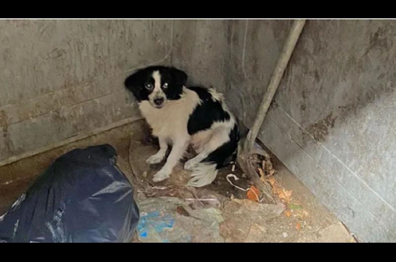 Cruel- agarroacute a una perra en la calle la tiroacute a un contenedor de basura