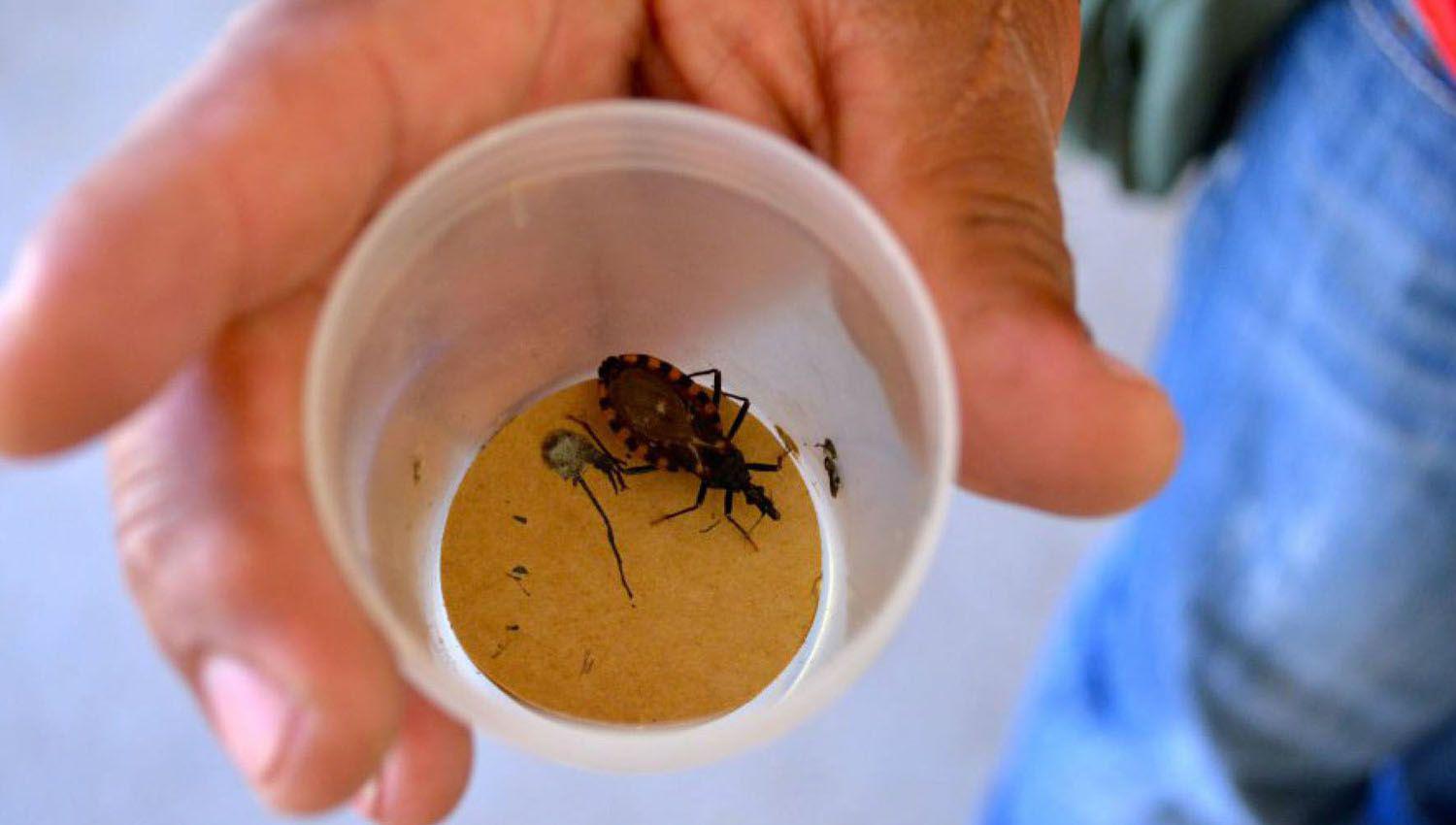 Unas 7 millones de personas en riesgo de contagio de Chagas