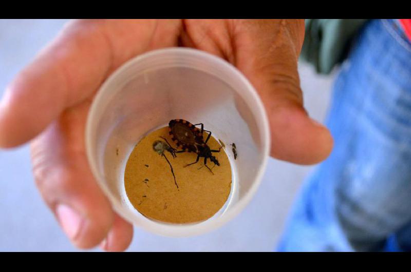 Unas 7 millones de personas en riesgo de contagio de Chagas