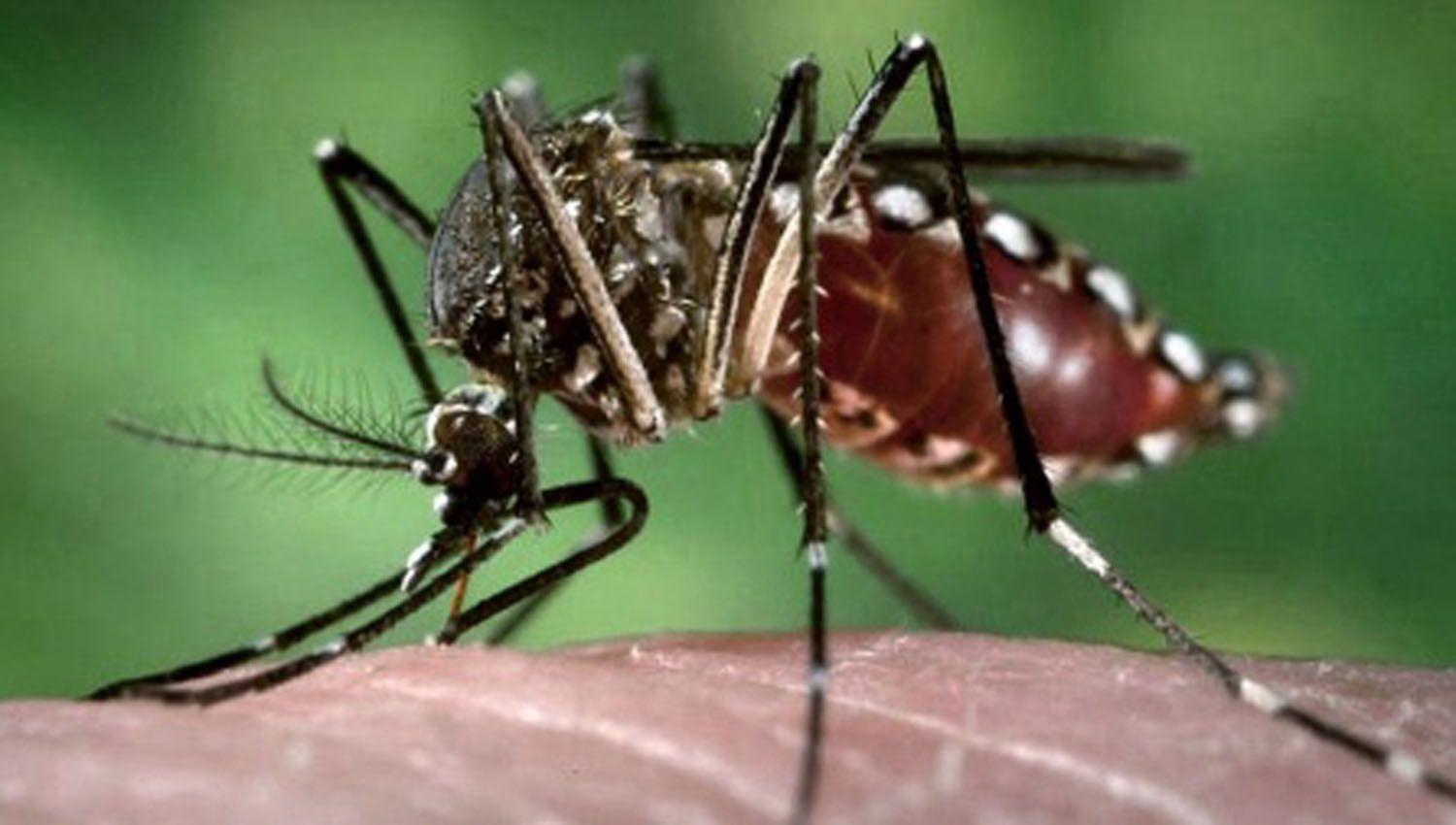 Una comerciante de Monte Quemado es la nueva viacutectima mortal del dengue