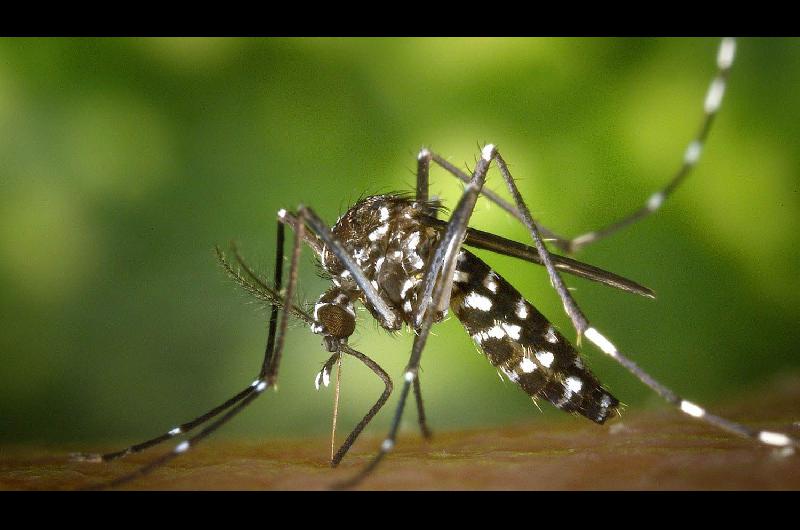 Pico histoacuterico de casos de dengue- ya se contagiaron 71717 personas