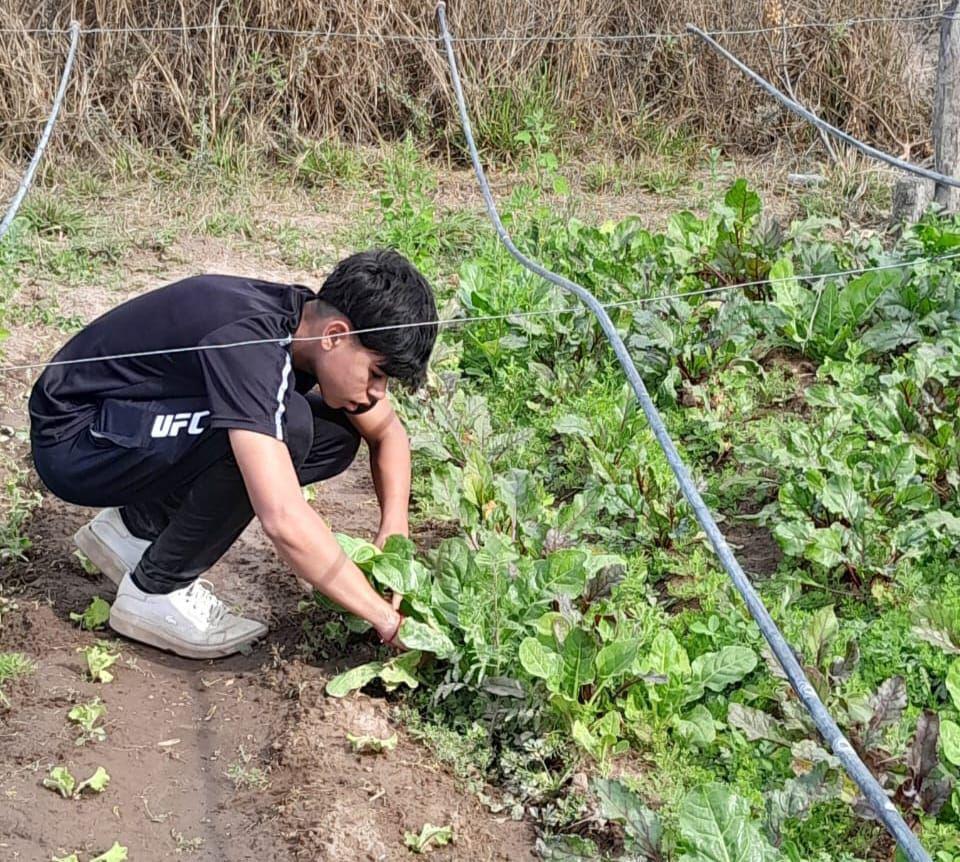 Alumnos de San Pedro de Guasayaacuten producen hortalizas todo el antildeo