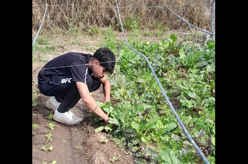 Alumnos de San Pedro de Guasayaacuten producen hortalizas todo el antildeo