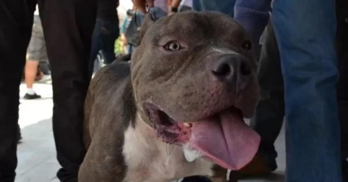 Un vecino matoacute a cuchillazos a un Pitbull que atacoacute a varios perros callejeros