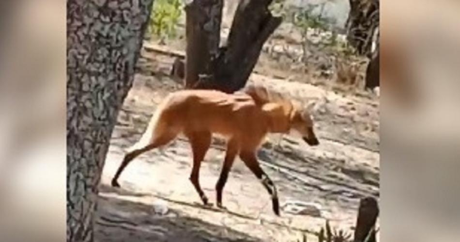 VIDEO Un Aguaraacute Guazuacute se paseoacute por el patio de una casa en Sumampa