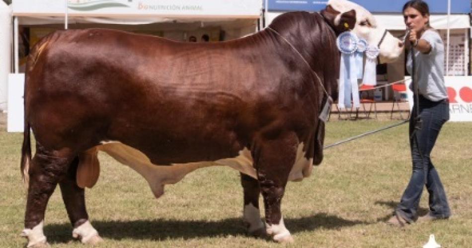 Un toro de menos de 2 antildeos de una cabantildea local gran campeoacuten Braford