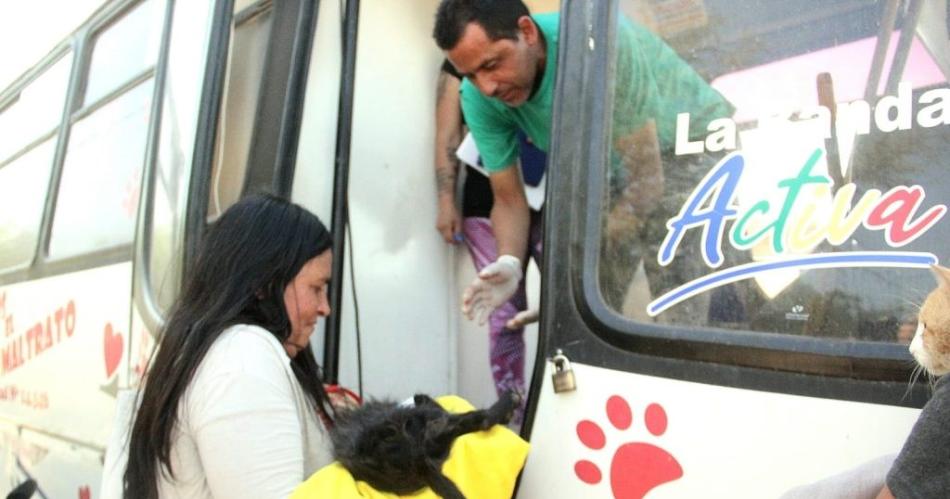 Siguen los operativos de castracioacuten de mascotas