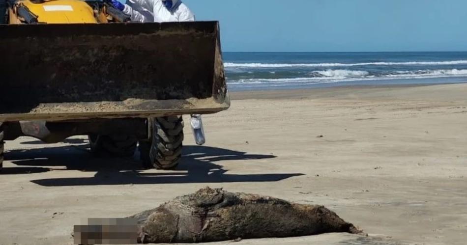 Decenas de lobos marinos fueron hallados muertos por gripe aviar 