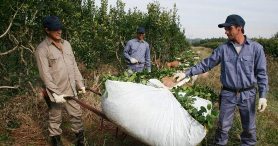 Nuevos precios para la yerba con suba de 142-en-porciento- ia