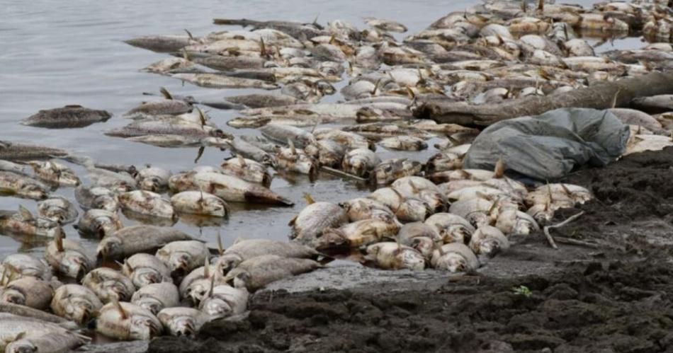 Santiago del Estero seraacute querellante por mortandad de peces en el riacuteo Saliacute