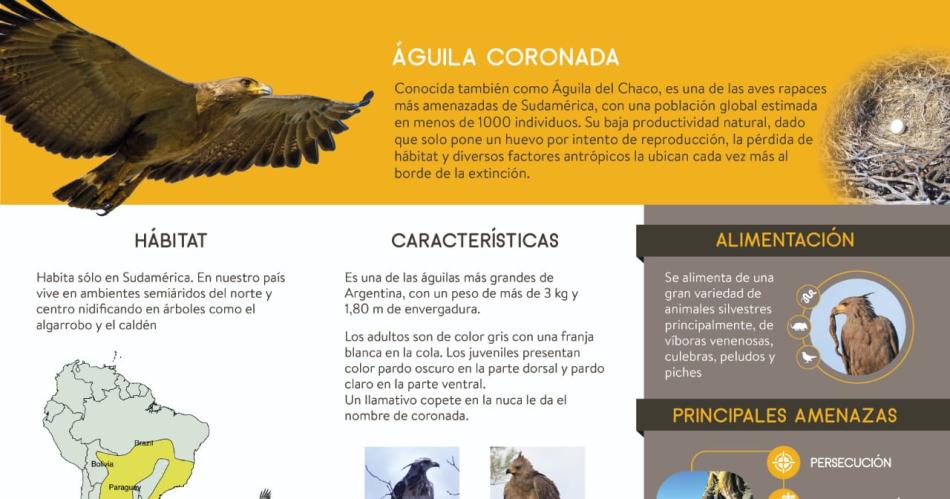 Prometedor segundo viaje en busca del Aacuteguila Coronada en Santiago del Estero