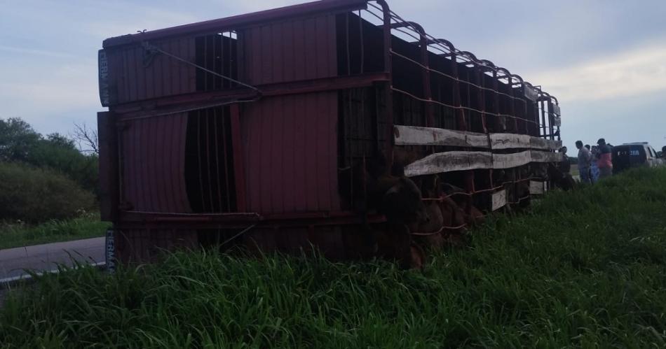 Un camioacuten volcoacute su acoplado con 73 animales vacunos y causoacute un caos en la ruta