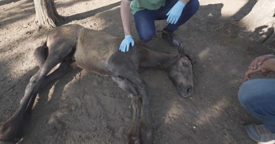 La encefalomielitis equina ya matoacute a miles de caballos y confirman el primer caso en humanos